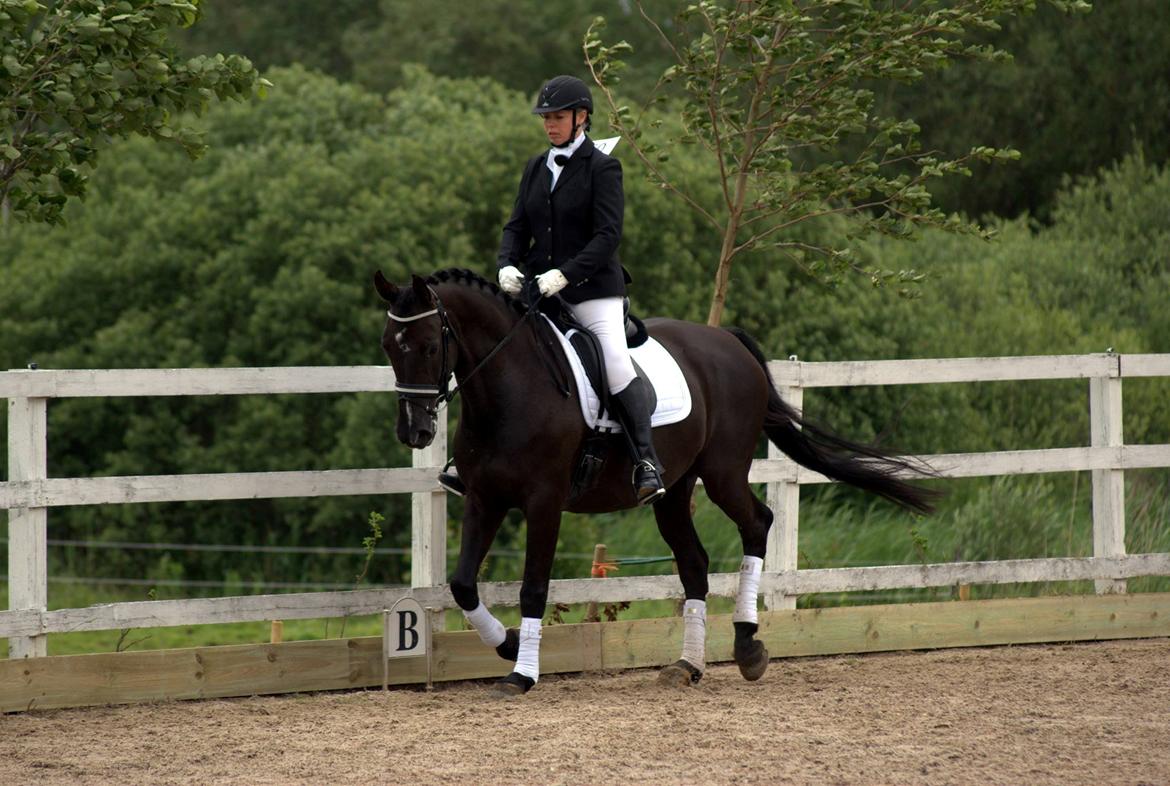 Dansk Varmblod De Luxe R billede 5