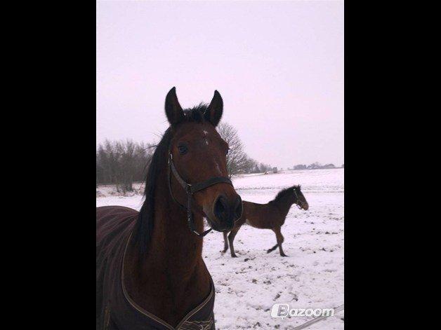 Tysk Sportspony Girl Of Christmas billede 4