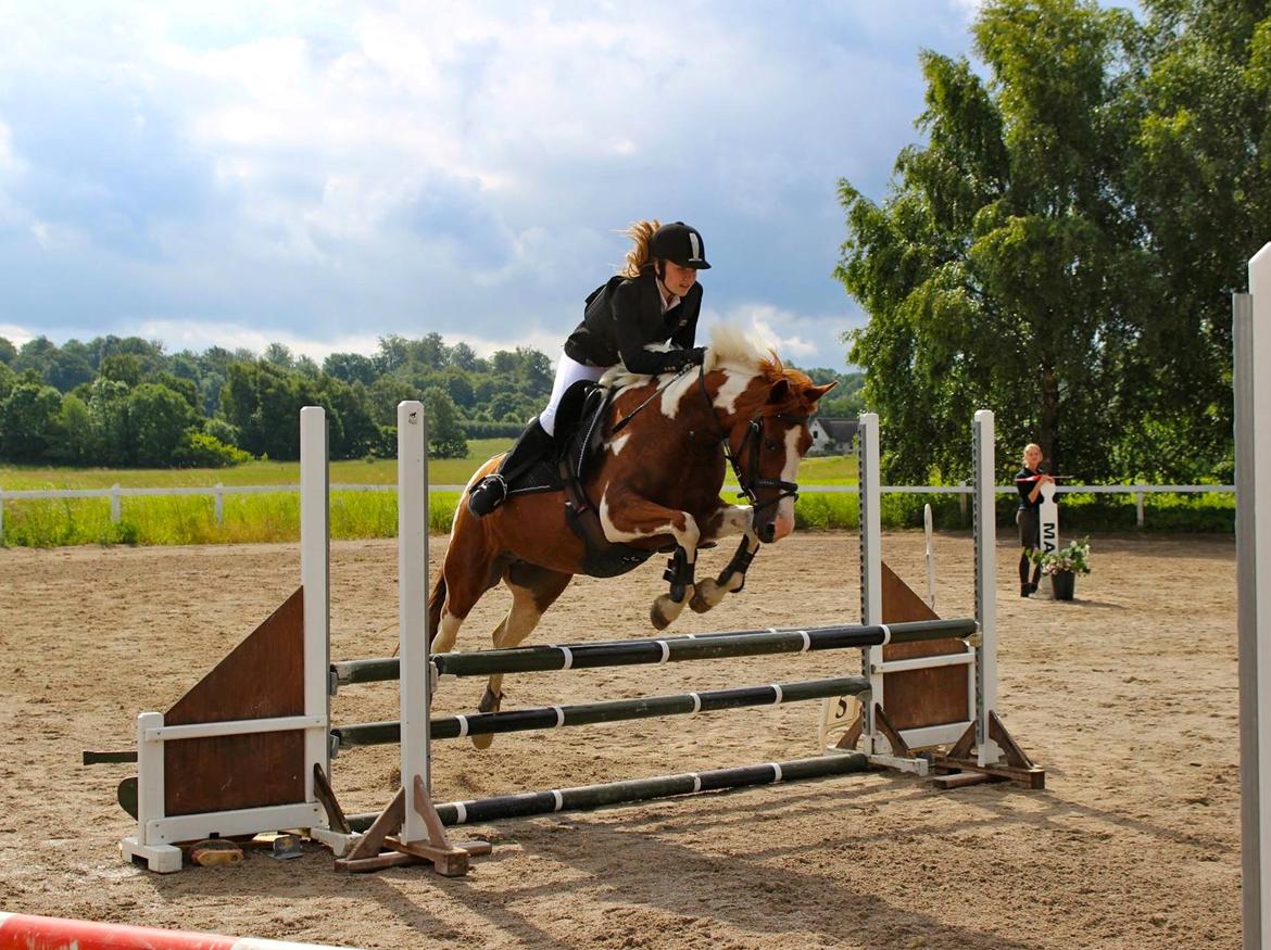 Anden særlig race Sheeba billede 8