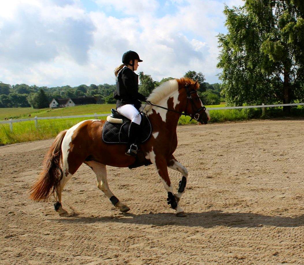 Anden særlig race Sheeba billede 15