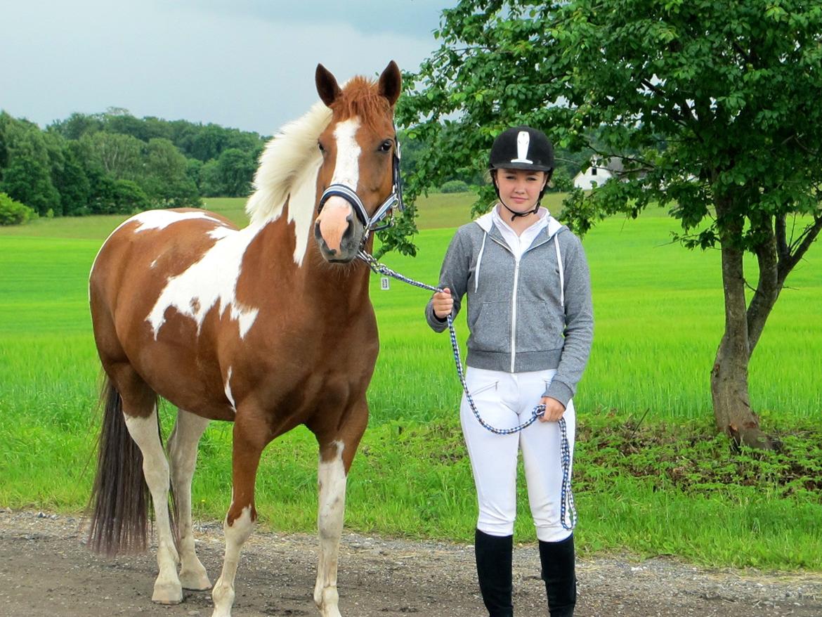 Anden særlig race Sheeba billede 14