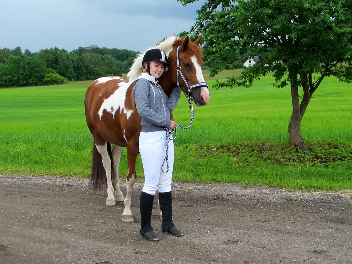 Anden særlig race Sheeba billede 2