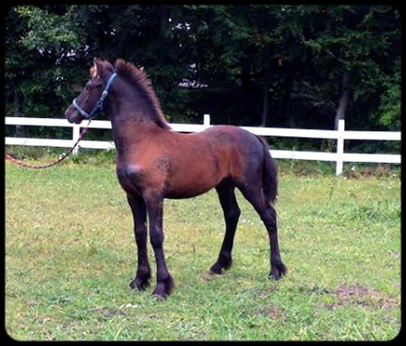 Frieser Uhrbrandsmindes Malik <3 billede 2