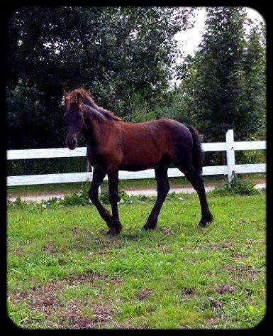 Frieser Uhrbrandsmindes Malik <3 billede 3