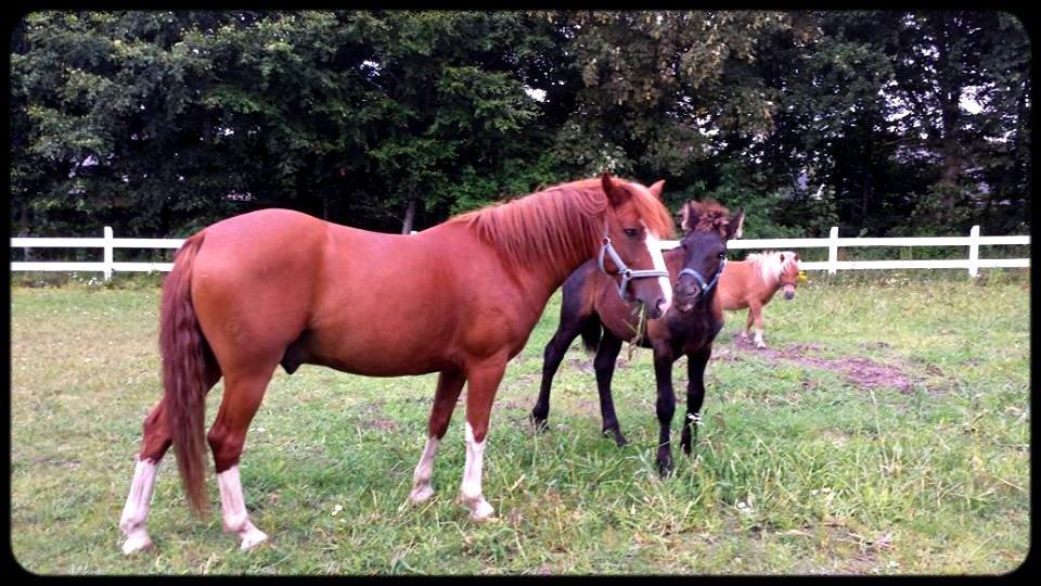 Frieser Uhrbrandsmindes Malik <3 billede 4