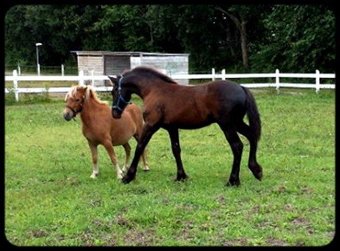 Frieser Uhrbrandsmindes Malik <3 billede 5