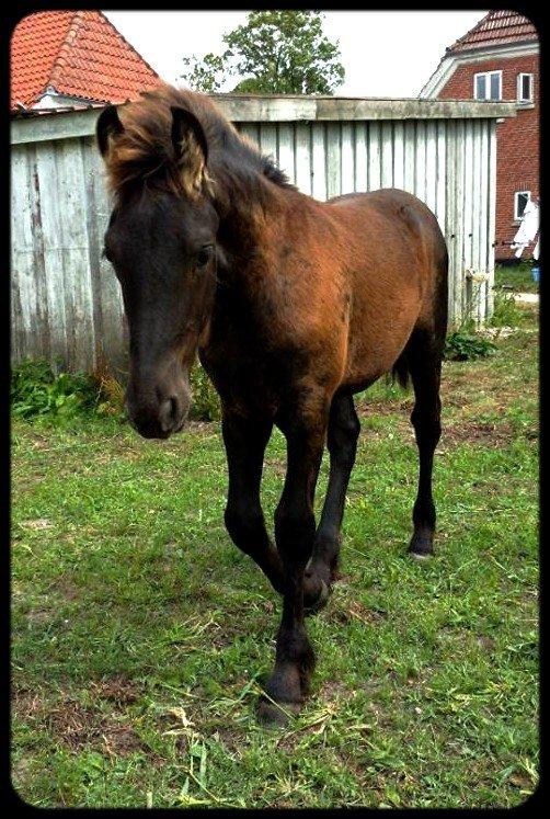 Frieser Uhrbrandsmindes Malik <3 billede 6