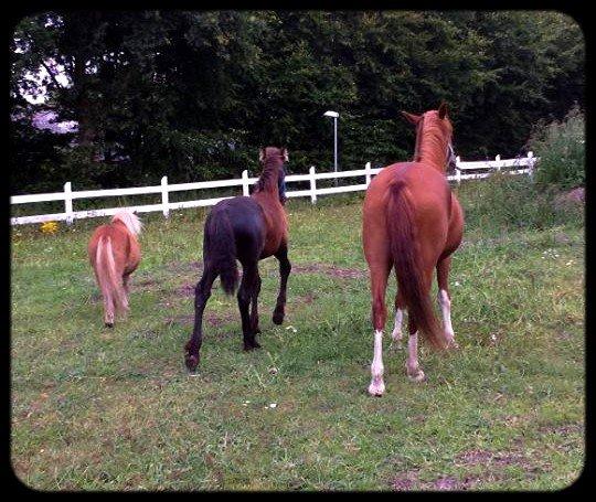 Frieser Uhrbrandsmindes Malik <3 billede 7