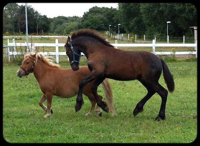 Frieser Uhrbrandsmindes Malik <3 billede 8