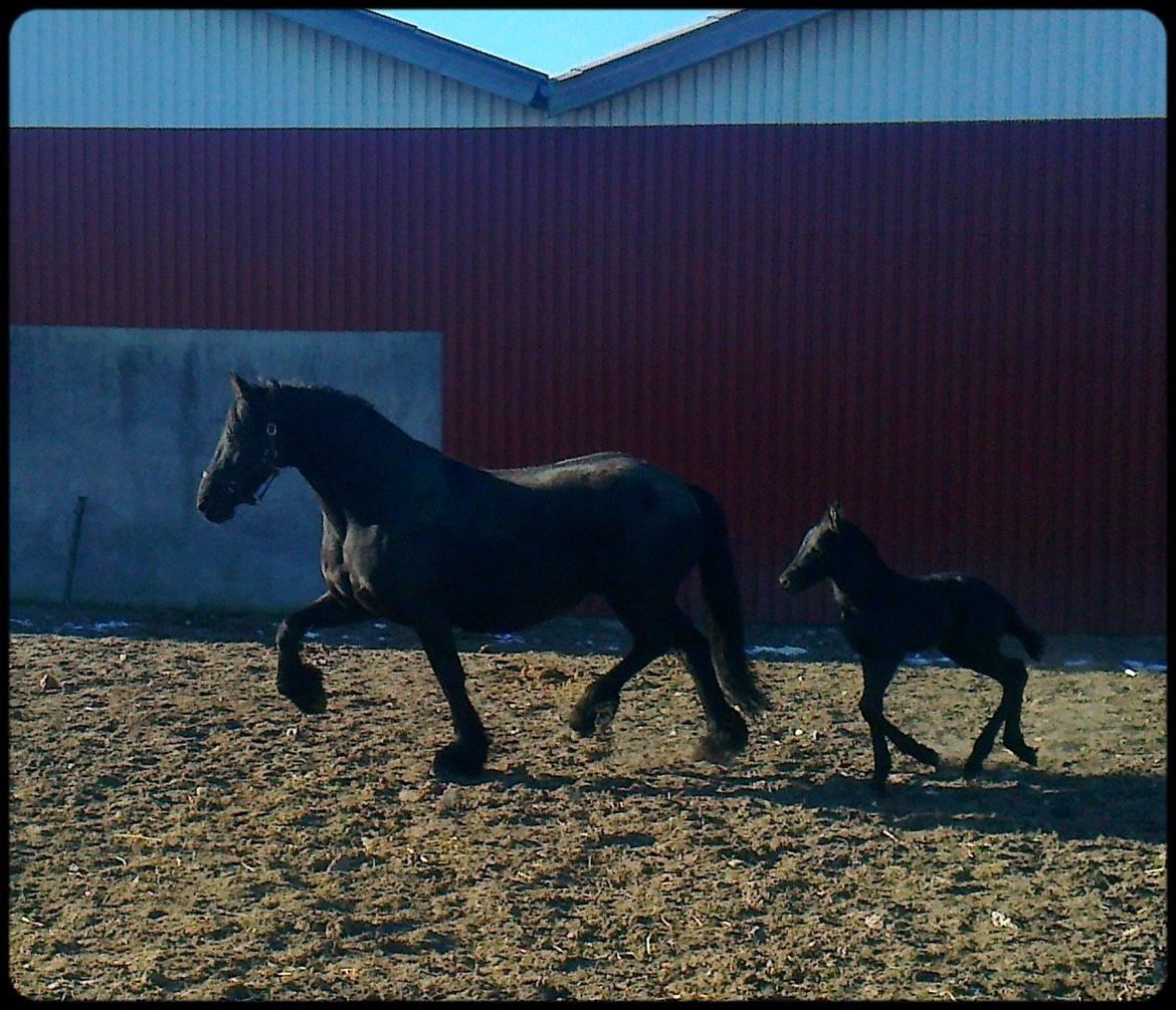 Frieser Uhrbrandsmindes Malik <3 billede 9