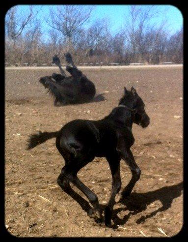 Frieser Uhrbrandsmindes Malik <3 billede 10