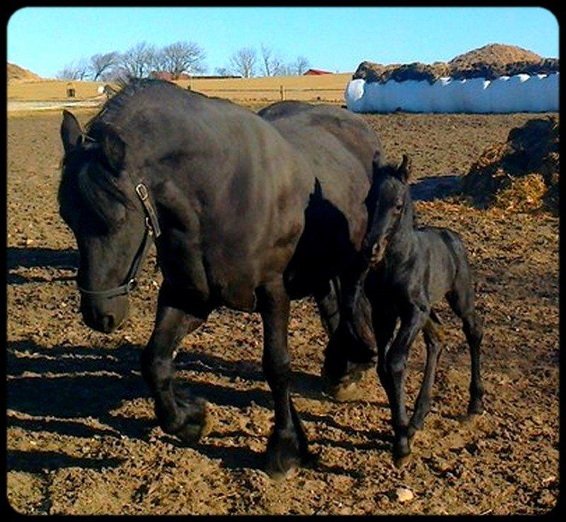 Frieser Uhrbrandsmindes Malik <3 billede 11