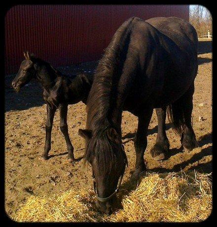 Frieser Uhrbrandsmindes Malik <3 billede 12