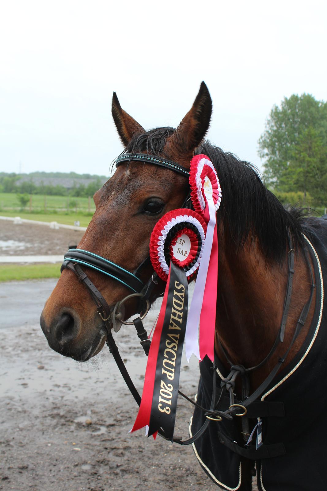 Tysk Sportspony Girl Of Christmas - her har Camilla og Christmas så vundet Samlet holdturnering og dagens holdturnering for Sydhavs Cuppen 2013 billede 7