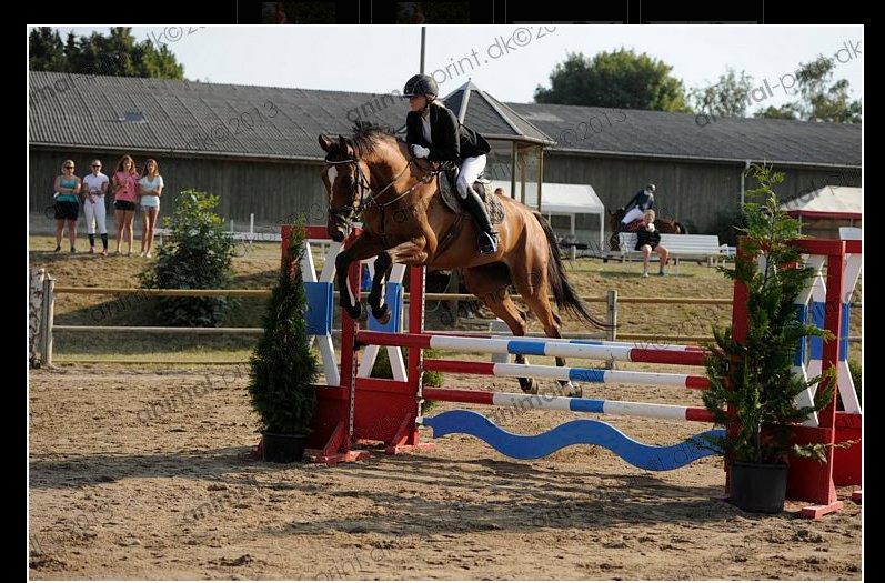 Belgisk varmblod Diablo Van Dabdijhoeve *DRØMME HESTEN* billede 2