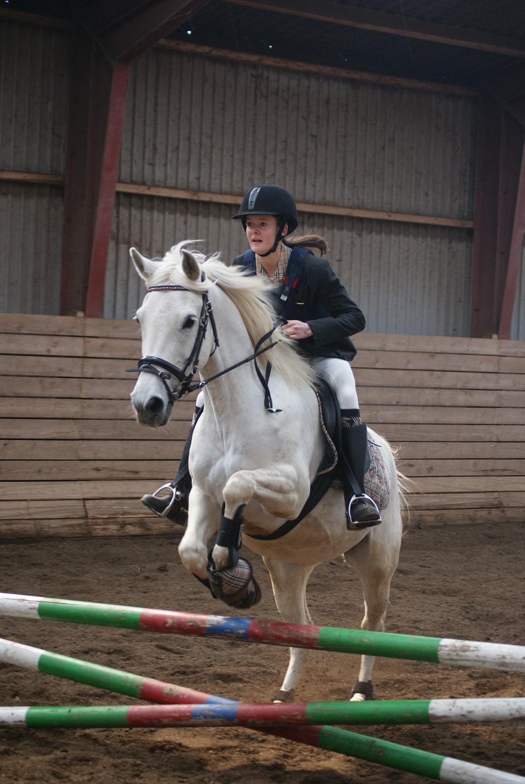 Anden særlig race Mrs. Bine billede 18