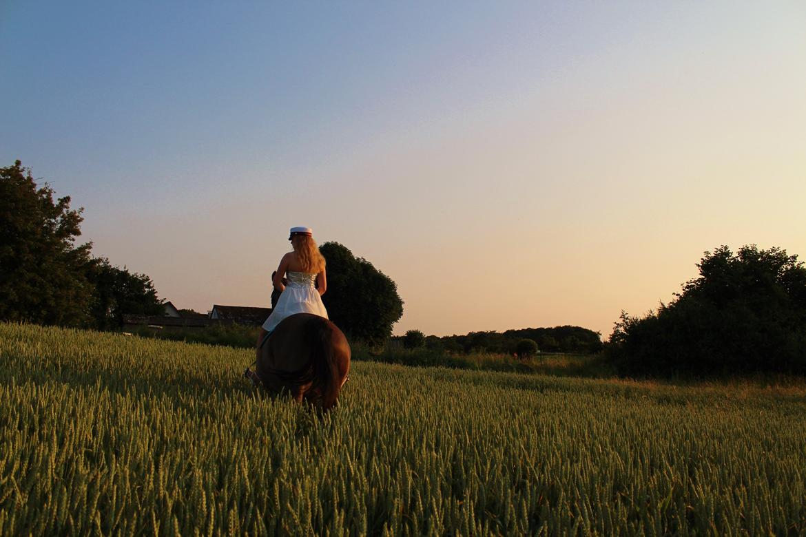 Anden særlig race Julle - Ridning in the sunset - Student 2013 :) billede 19