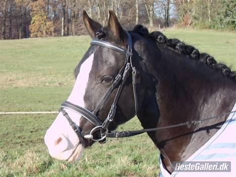 Welsh Pony af Cob-type (sec C) Dorthealyst Princess-Lea billede 16