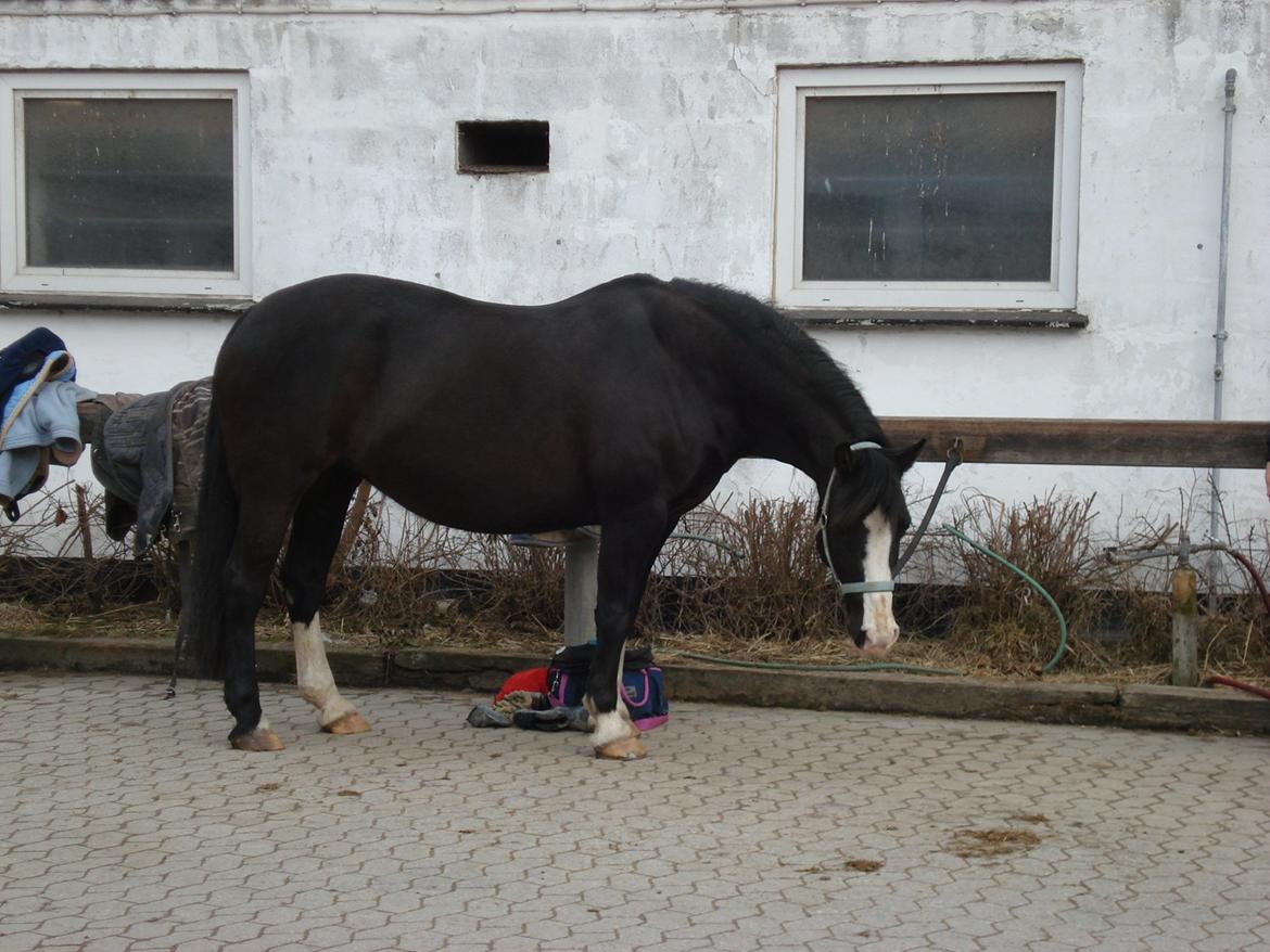 Welsh Pony af Cob-type (sec C) Dorthealyst Princess-Lea billede 12