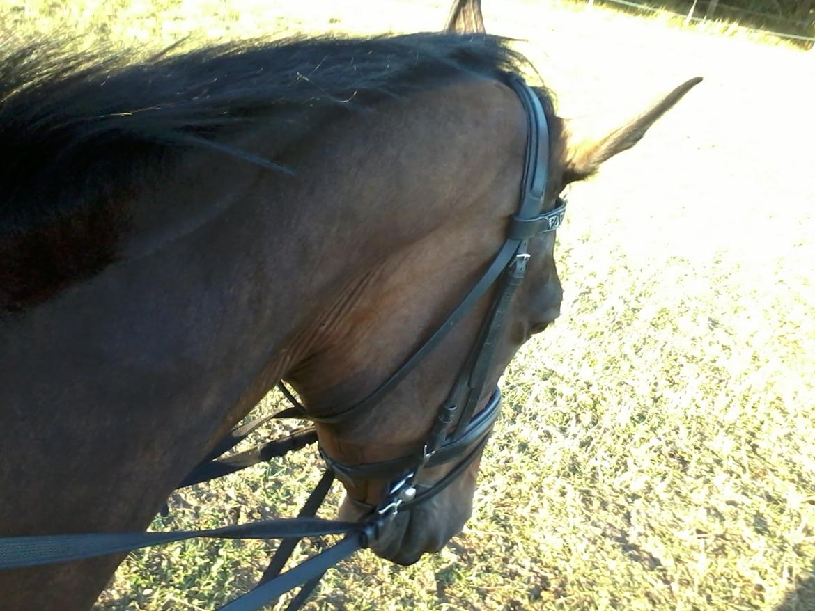 Dansk Varmblod SCHWANTE - D. 14/08-2013 Første ridetur helt alene uden andre mennesker eller heste på banen :) billede 25