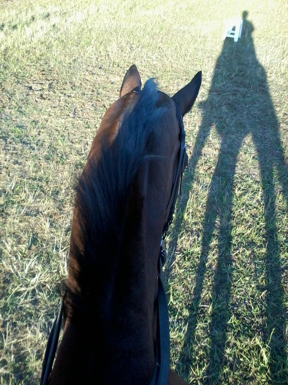 Dansk Varmblod SCHWANTE - D. 14/08-2013
GIGANTISK skygge billede 26