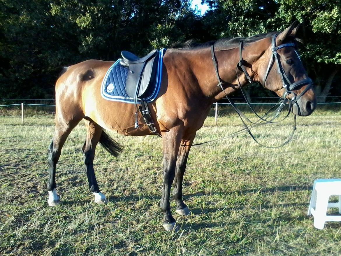 Dansk Varmblod SCHWANTE - D. 14/08-2013 Min store dreng efter en vellykket træning billede 27