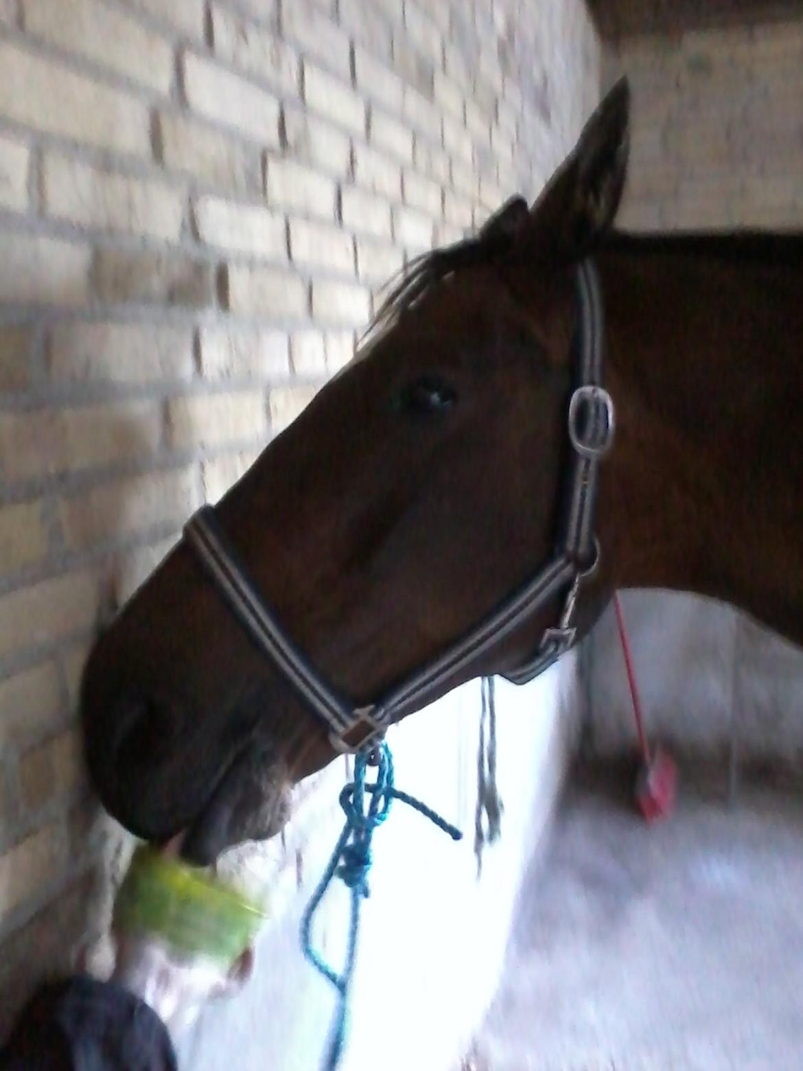 Dansk Varmblod SCHWANTE - D. 14/08-2013
Forkælelse skal der til efter en god træning ;)  billede 28