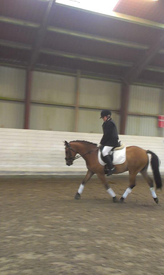 Tysk Sportspony firfod Jokum Knaeld haette  - opvarmning i Nr Åby rideklub stævne.  billede 13