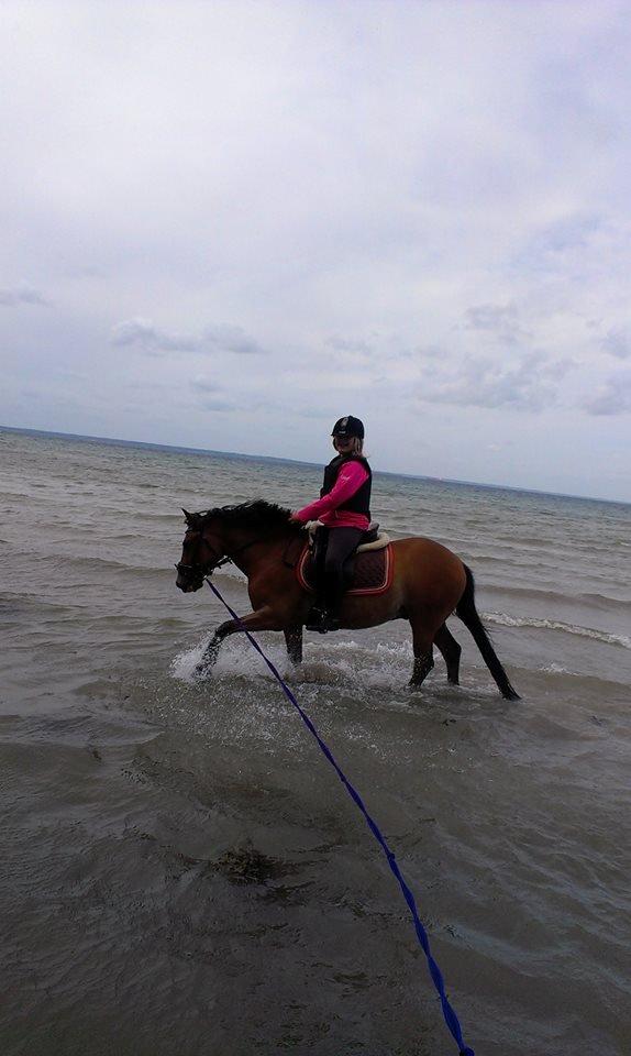 Tysk Sportspony firfod Jokum Knaeld haette  - nuser og jeg ved stranden nuser elsker vand  billede 16