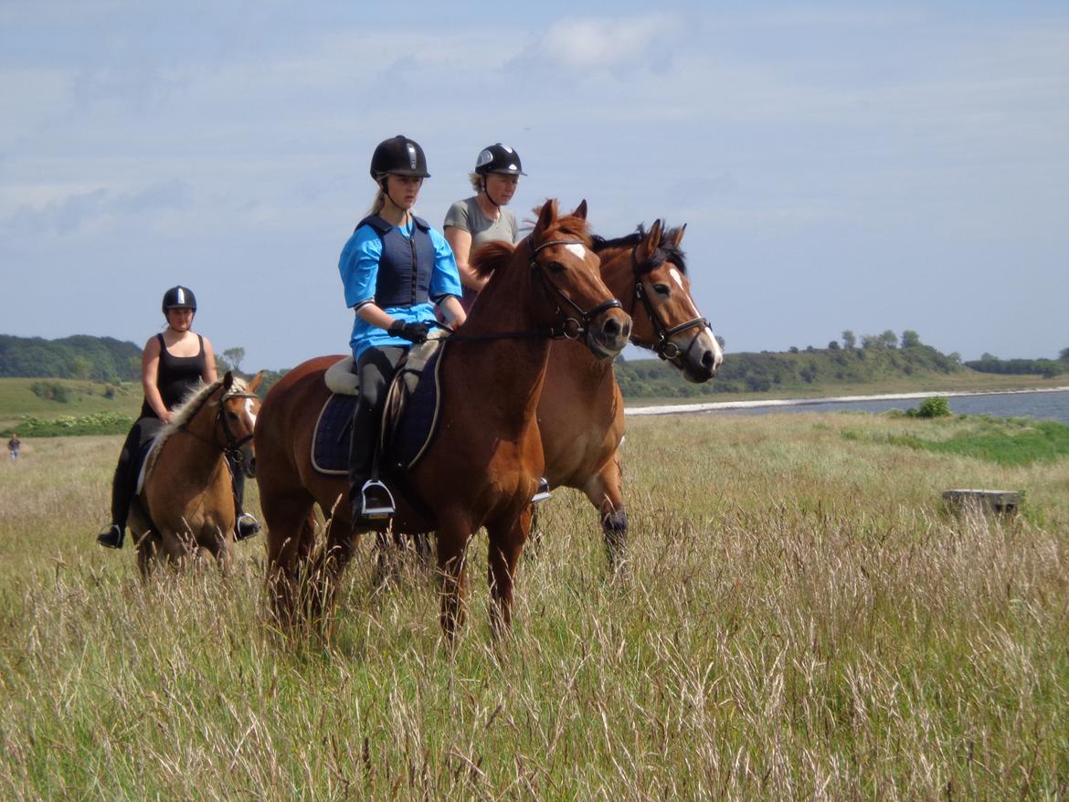 New Forest Acett Af Hvarre <3  - Sommerlejr 2012 på stranden med vildbassen billede 7