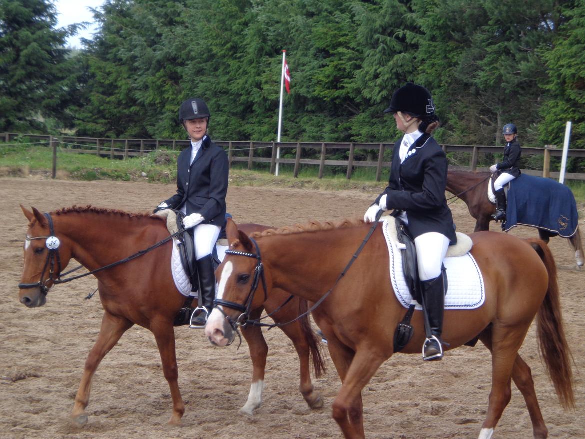 New Forest Acett Af Hvarre <3  - Stævne i NDRK Pernille, Acett, Marie Louise og Armando:) billede 10