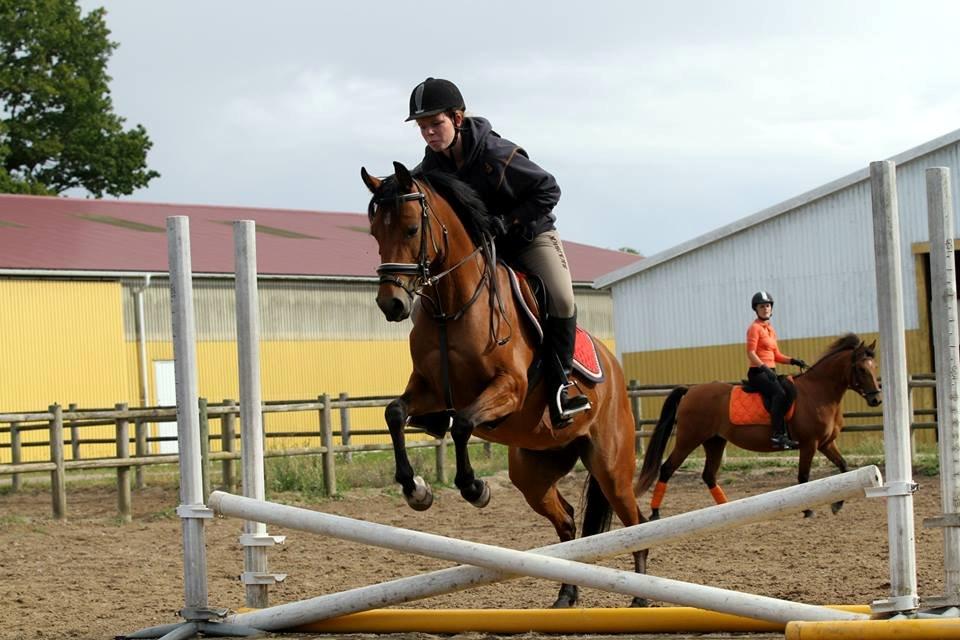 Hollandsk Sportspony Rose (Lille Lady) - ja ja ja! den kan jo godt den lille pony!!!! billede 19