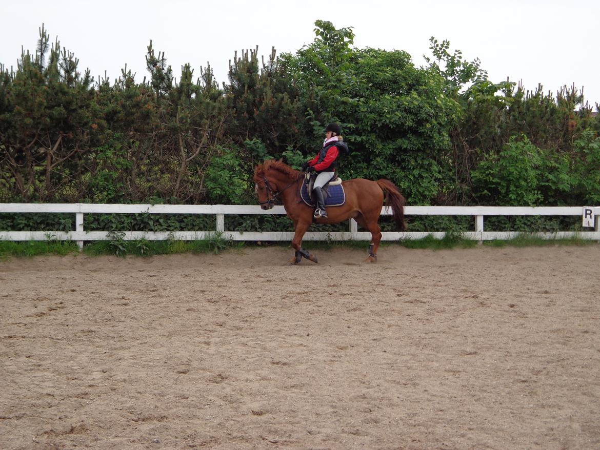 New Forest Acett Af Hvarre <3  - Super god undervisning hos Camilla Hjortstrøm:) billede 11