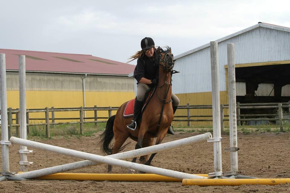 Hollandsk Sportspony Rose (Lille Lady) - Ladys måde at reagere på når hun ser et nyt spring... det skal nok gå godt <3 billede 20