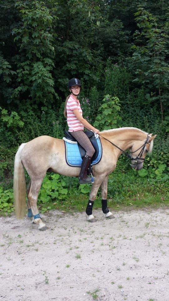 Haflinger Nantino Hestvang billede 9