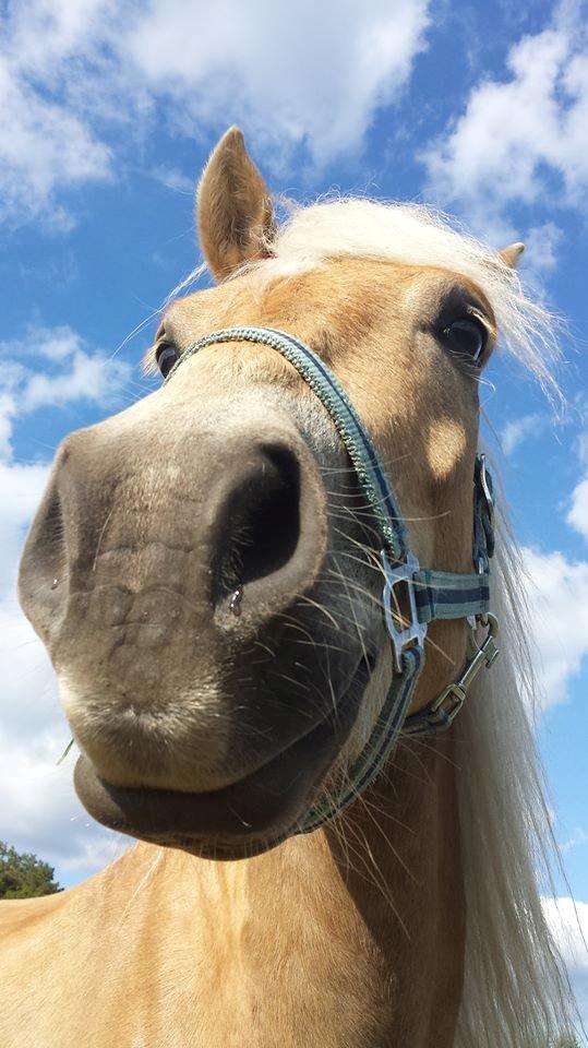 Haflinger Nantino Hestvang billede 3