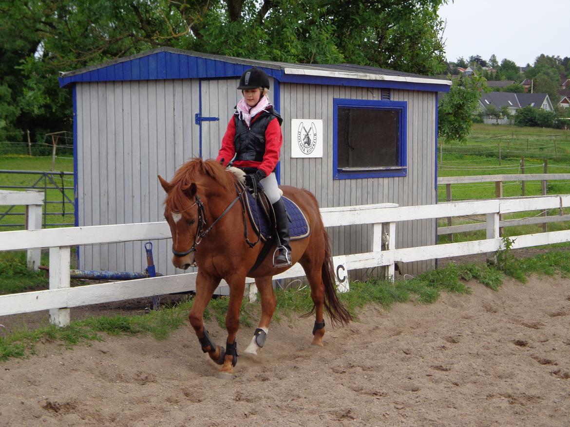 New Forest Acett Af Hvarre <3  - Super træning ved Camilla:) billede 12