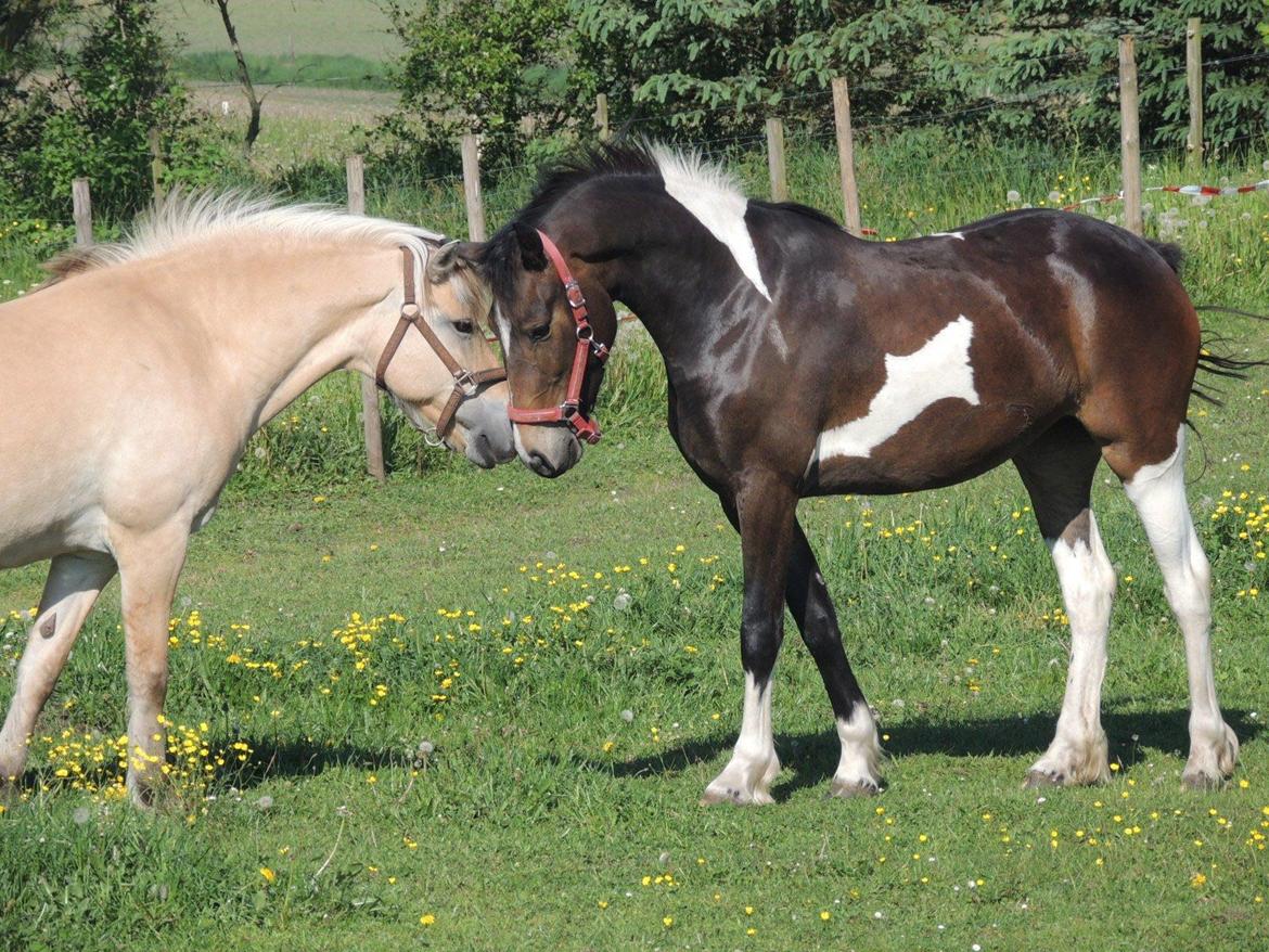 Barockpinto Valencia - Valle <3 - SOLGT billede 3