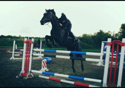 Dansk Varmblod - Carnival (B-HEST) [HIMMEL HEST] - 18) billede 18