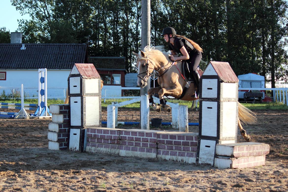 Palomino |  Citta <3 - springtræning d. 14/8-2013  foto: Maria Aaby billede 3