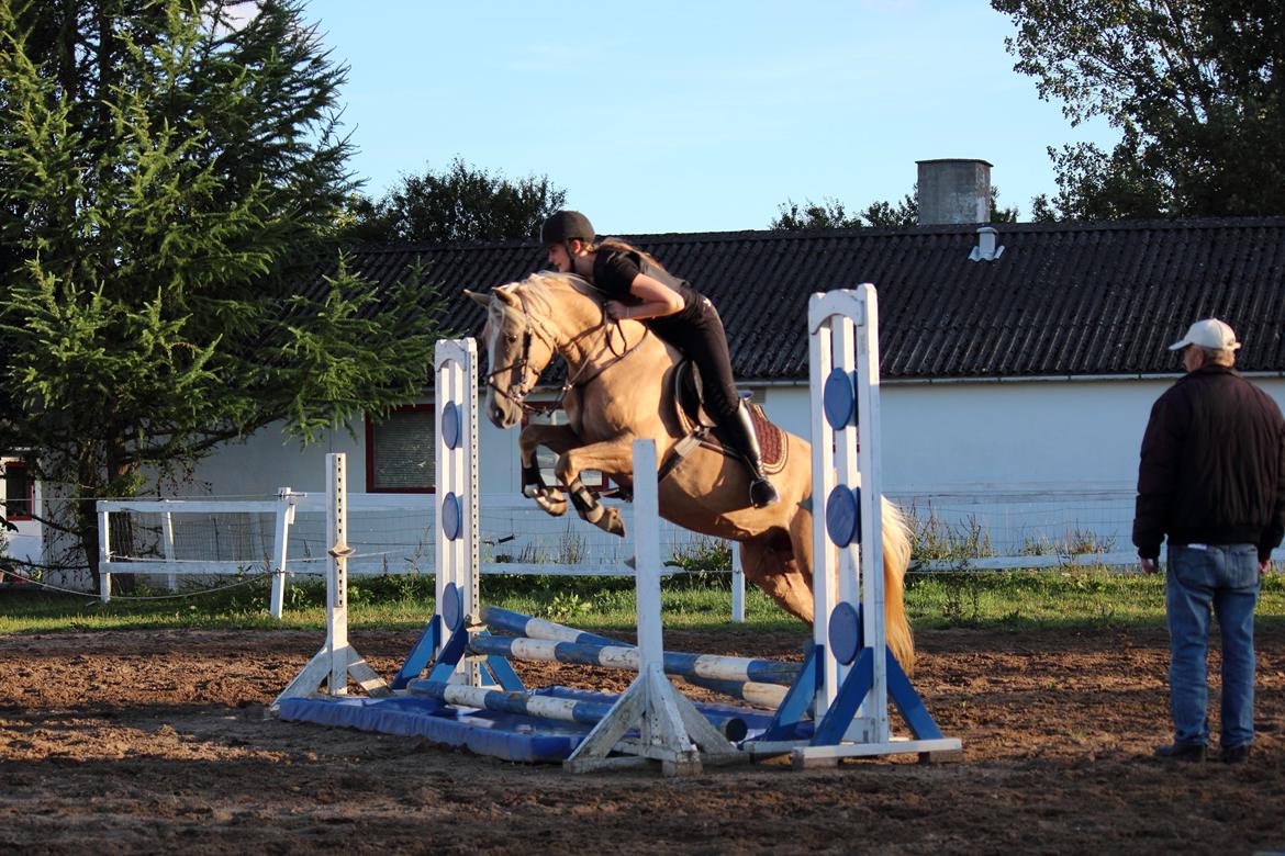Palomino |  Citta <3 - Citta er sød, jeg sidder som ja... springtræning d. 14/8-2013 billede 2