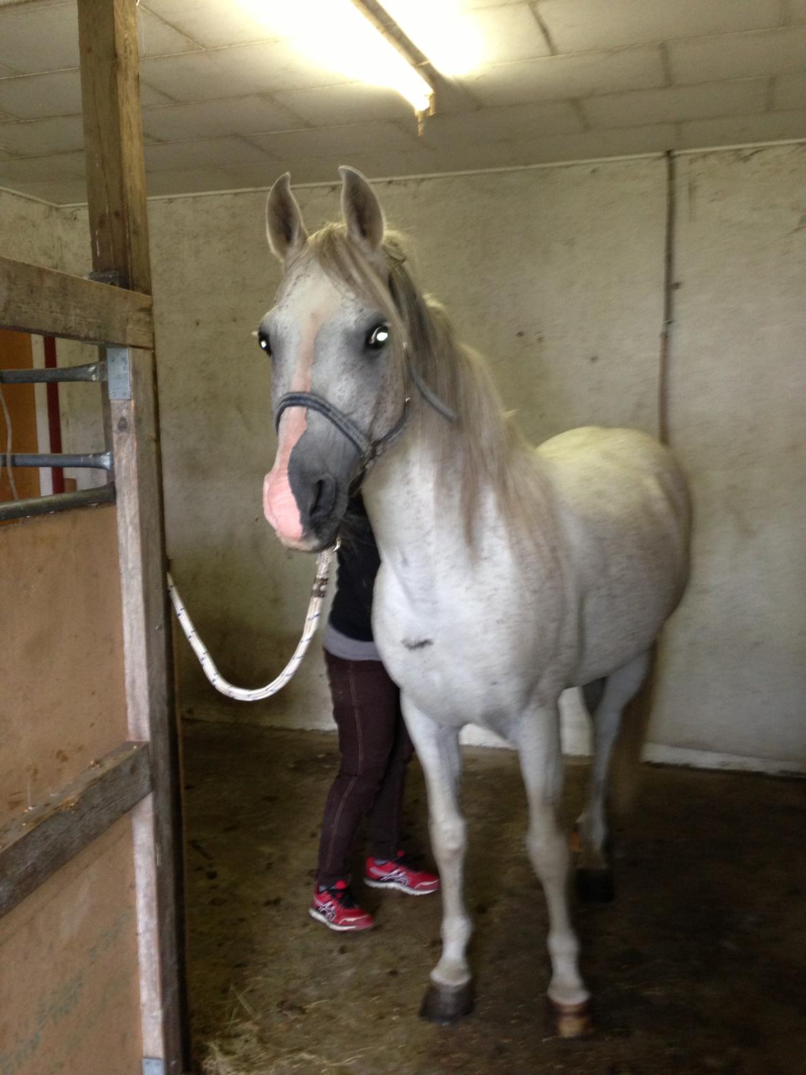 Arabisk fuldblod (OX) Silviars Benjamin CA fri - Står altid pænt og bliver ordnet I stalden og på marken, han er så dejlig. billede 7