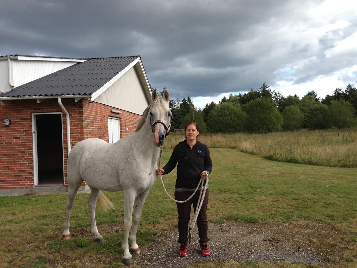 Arabisk fuldblod (OX) Silviars Benjamin CA fri - Så fin med ny grime. 16 år billede 1