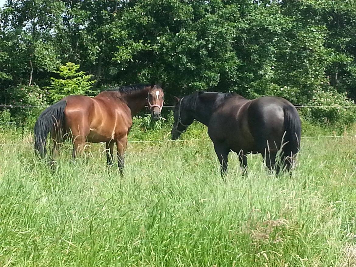 Dansk Varmblod Gørklintgårds Capana billede 5