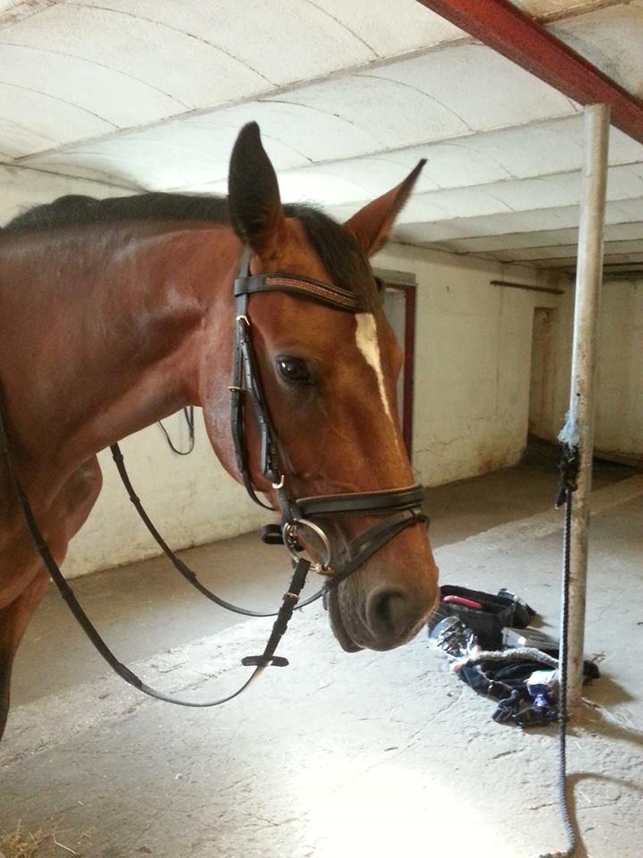 Dansk Varmblod Gørklintgårds Capana billede 7