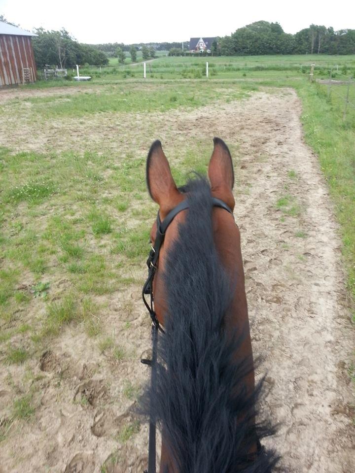 Dansk Varmblod Gørklintgårds Capana billede 9