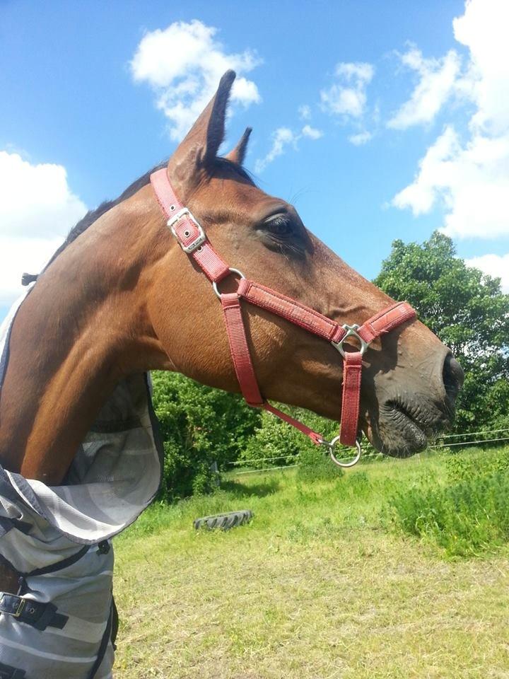 Dansk Varmblod Gørklintgårds Capana billede 4