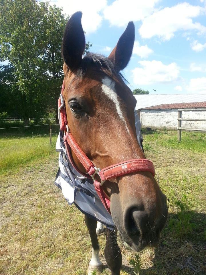 Dansk Varmblod Gørklintgårds Capana billede 10