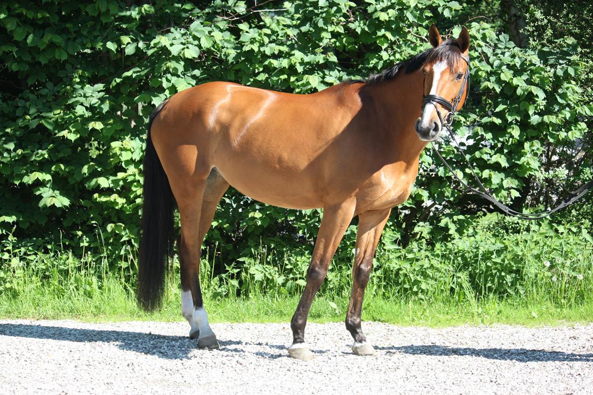 Dansk Varmblod Mulan *Lille Pigen* billede 25