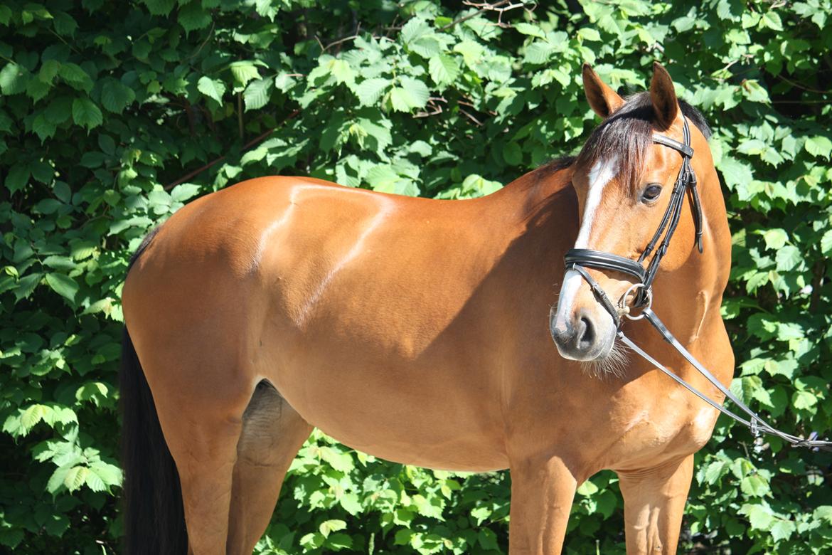 Dansk Varmblod Mulan *Lille Pigen* billede 26